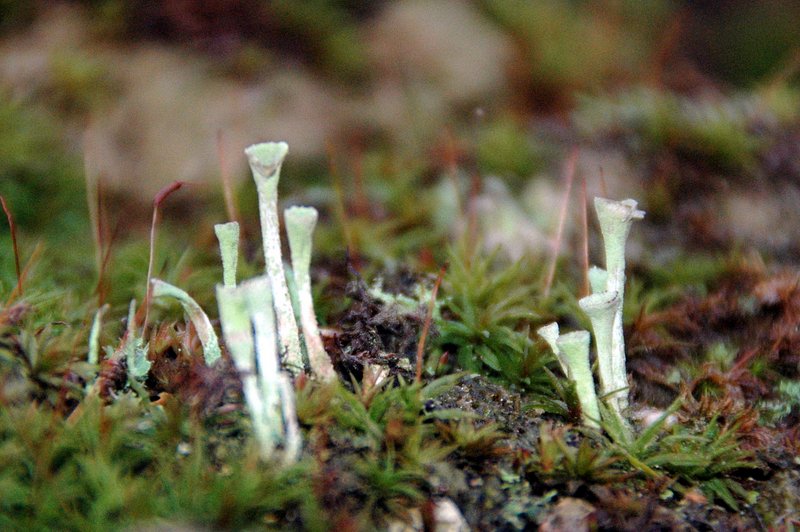 Lichens forestiers 3.3.2013 034